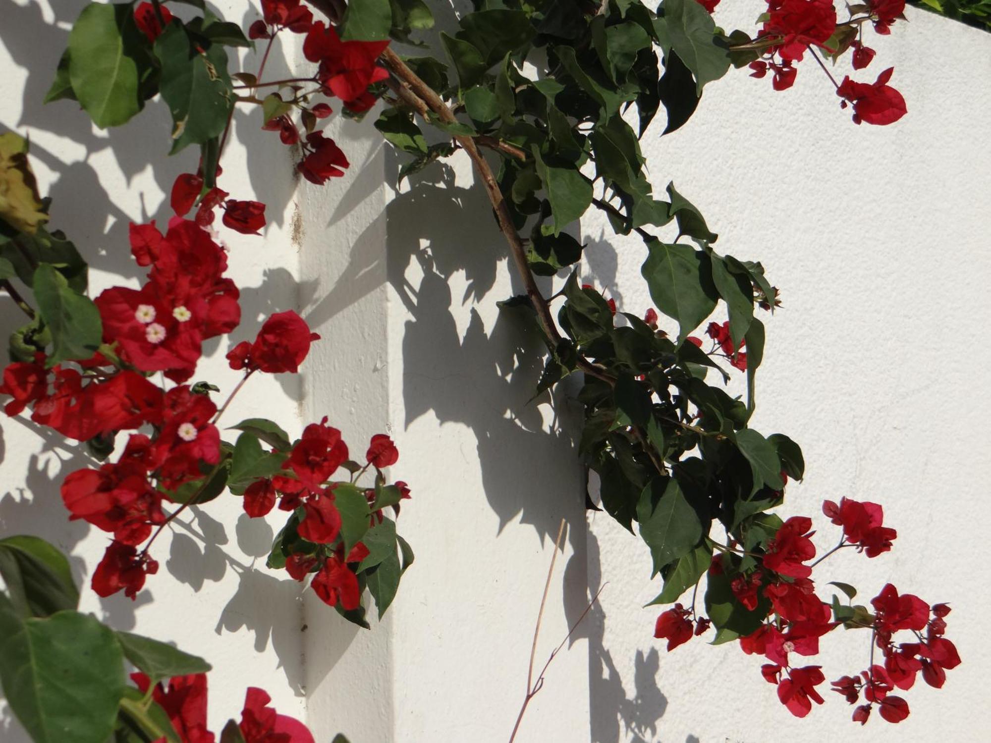 Residence Sterne Hammam al Ghazzaz Exterior foto